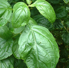 Patchouli (Dark) Essential Oil