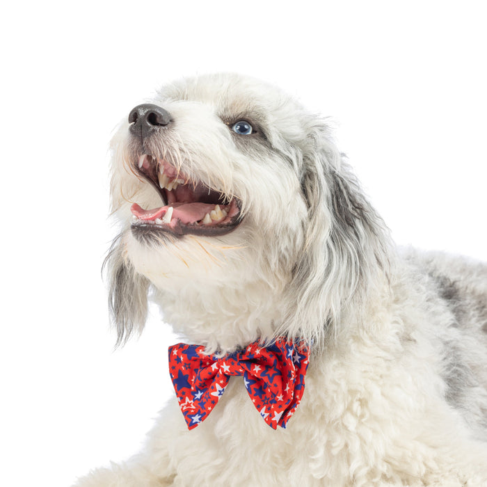 Dog wearing a Patriot Stars Bow Tie.