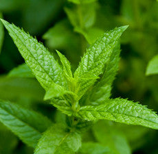 Peppermint (Supreme) Essential Oil