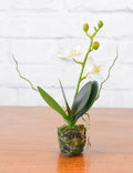 Phalaenopsis Orchid Drop-In