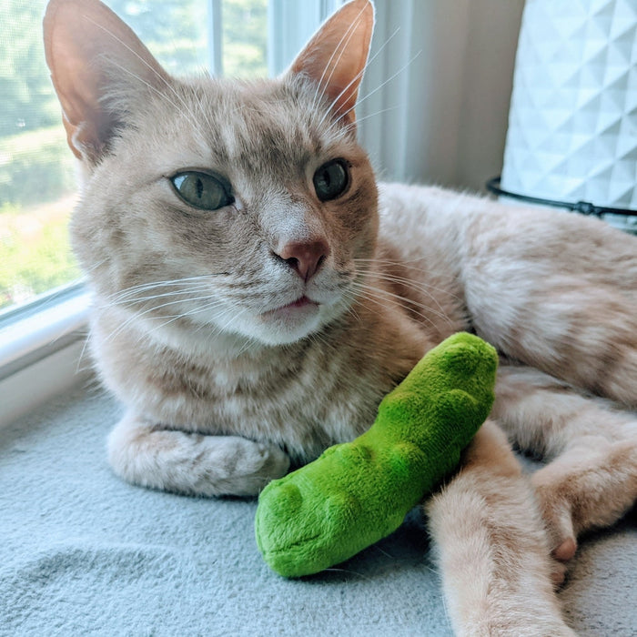 Cat with Pickle Cat Toy.