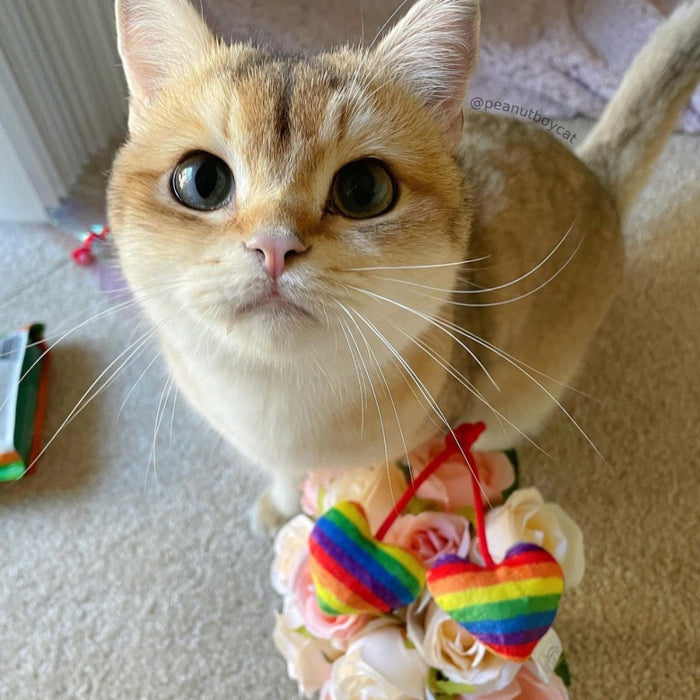 Cat with Rainbow Heart Strings Cat Toy.