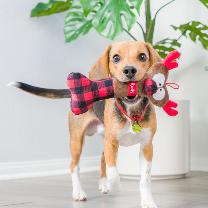 Dog with Reindeer Bone indoors.