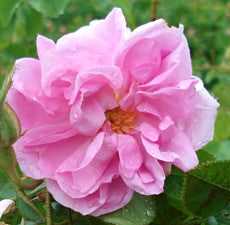 Rose Essential Oil