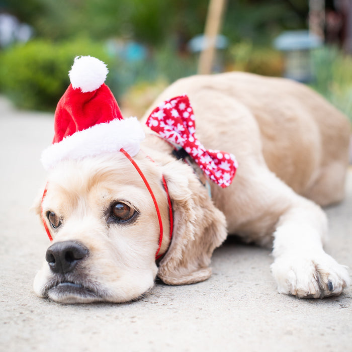 Dog wearing Santa Hat with SnugFit® on a white background.