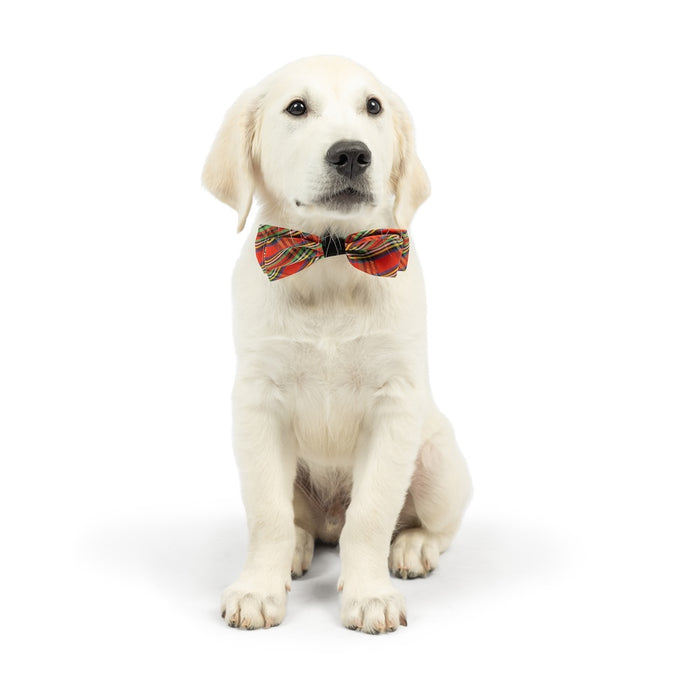 Dog wearing a Shiny Christmas Plaid Bow Tie on a white background.