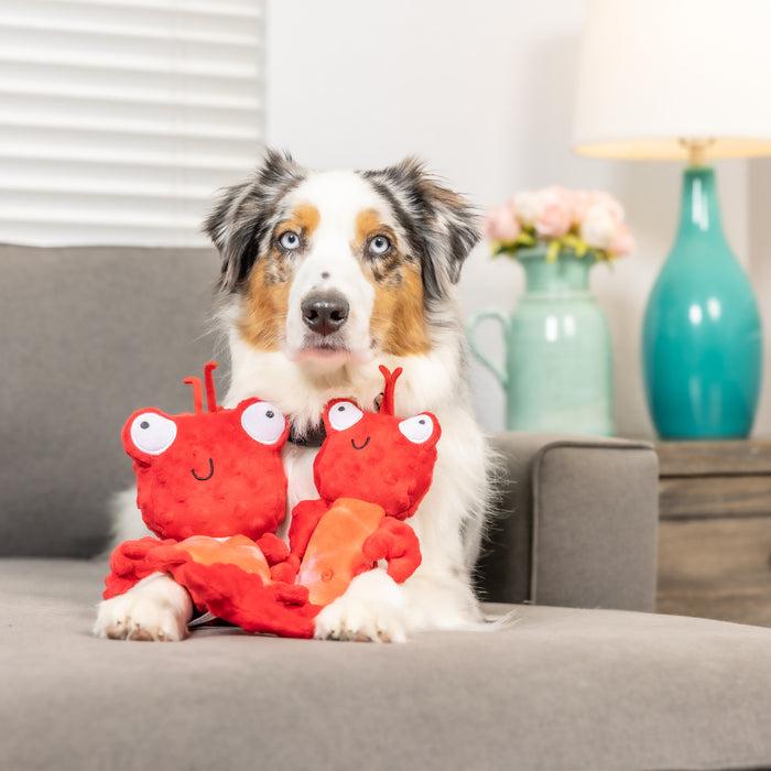 Dog sitting with a red lobster plush toy featuring Slappies® Claude Lobster.