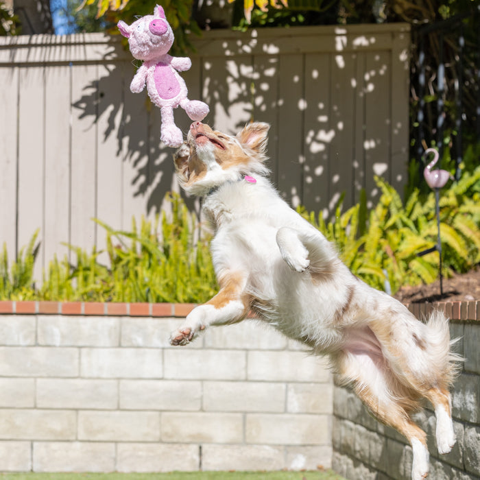 Dog with Slappies® Piggie Smalls outdoors.