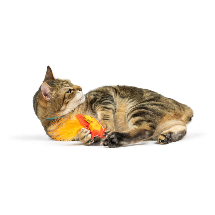 Cat with Sneeze-It Cat Toy.