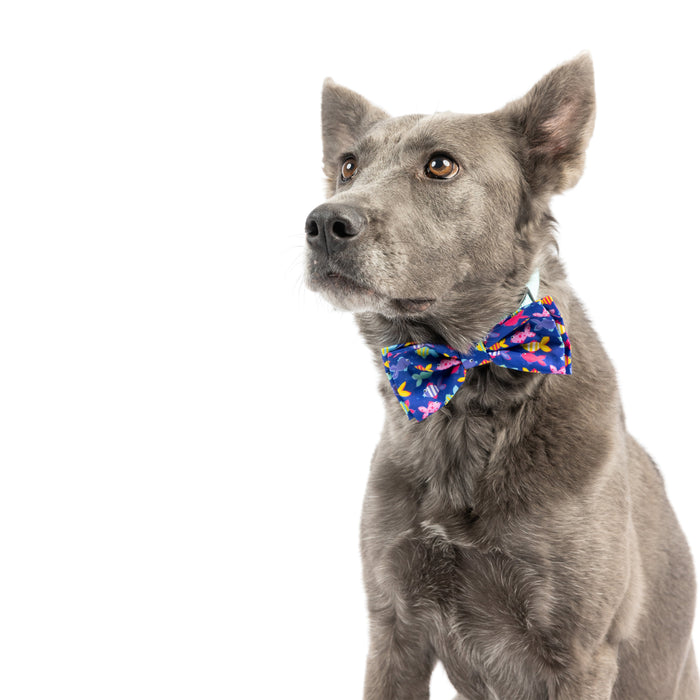 Dog wearing a Something Fishy Bow Tie on a white background.