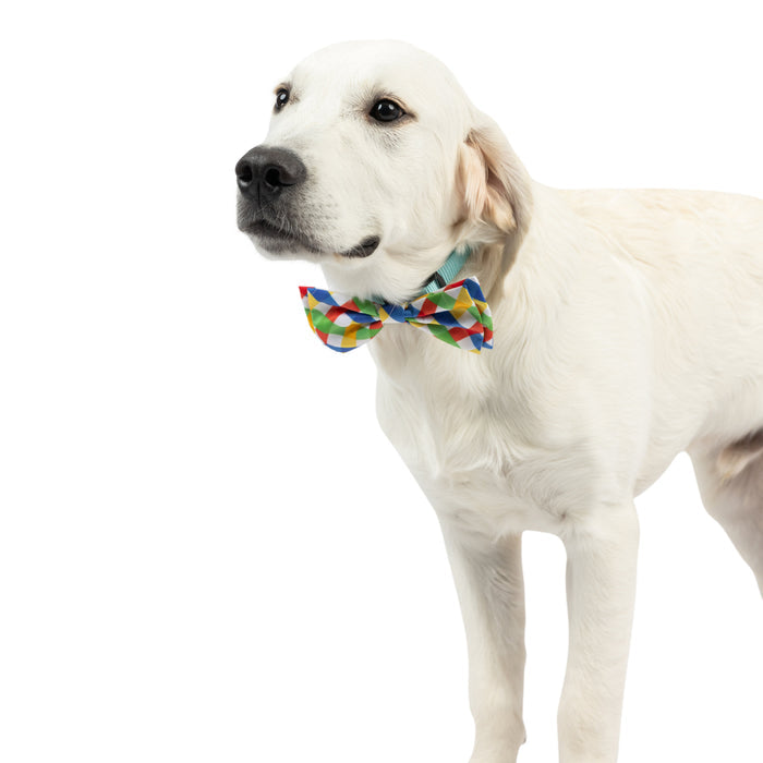Dog wearing a Summertime Check Bow Tie on a white background.