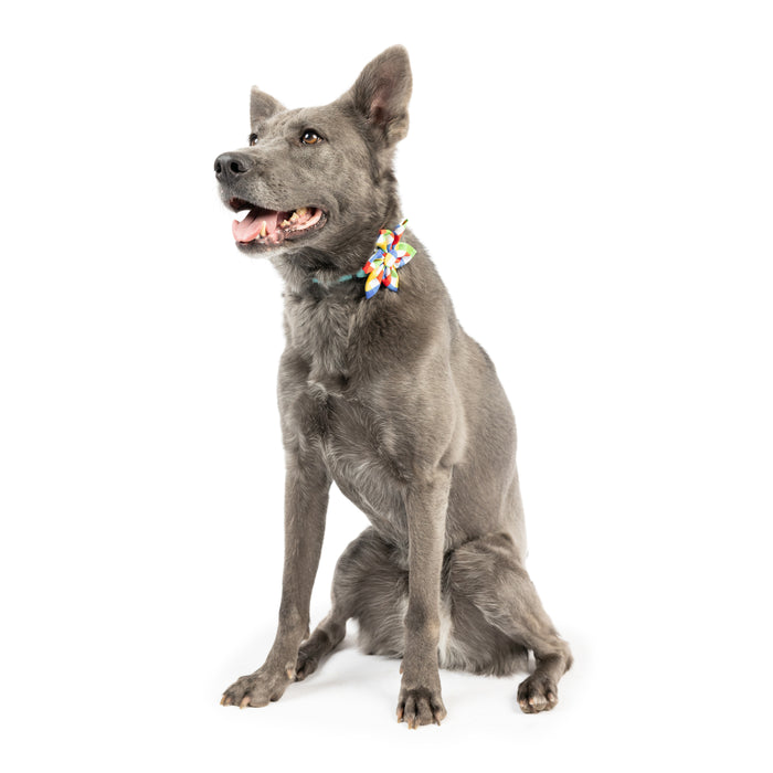 Dog wearing a multicolor check pinwheel accessory featuring Summertime Check Pinwheel.