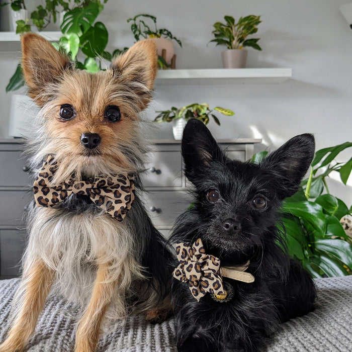 Dog wearing a Tan Leopard Bow Tie.