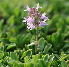 Thyme (Red) Essential Oil