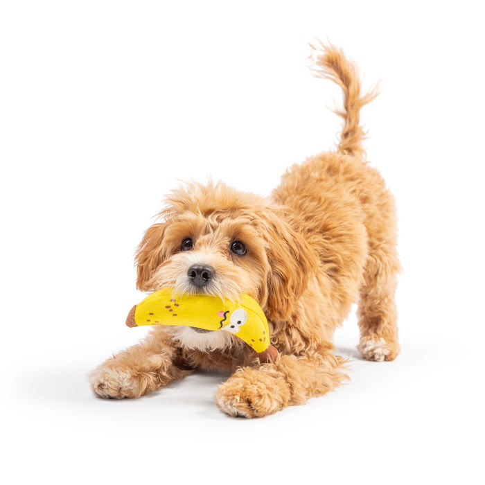 Dog with Tiny Tuff Bruiser Banana.