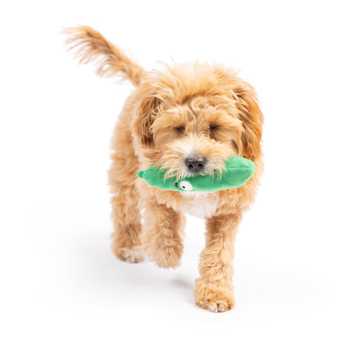 Dog with Tiny Tuff Dell Pickle.