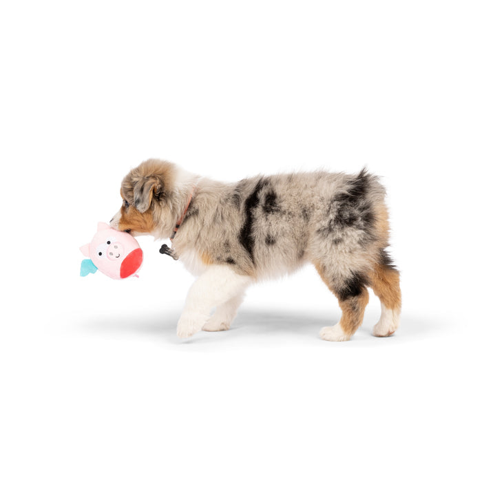 Dog with Tiny Tuff Flying Piggasus on a white background.