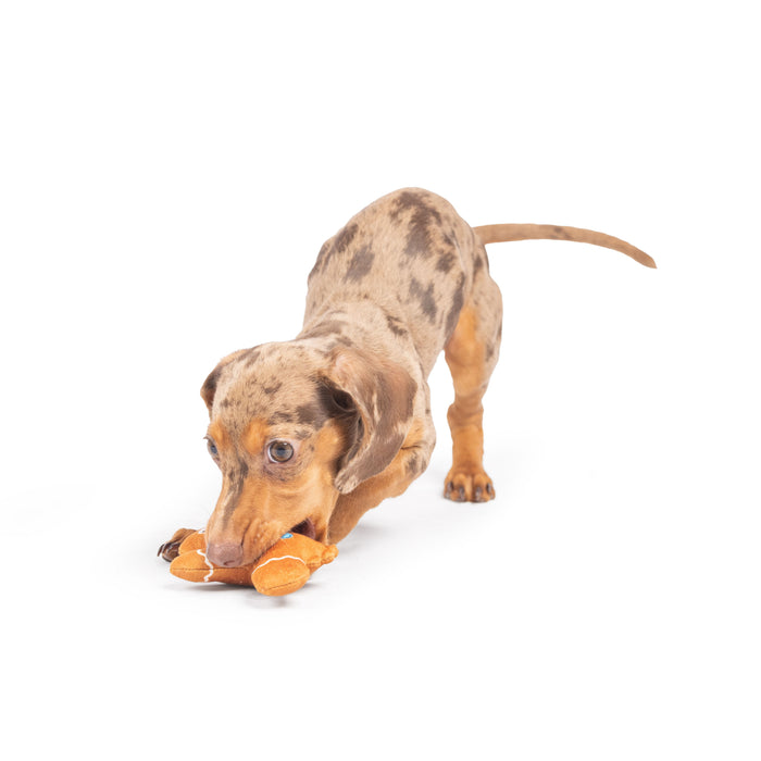 Dog with Tiny Tuff Ginger Snapped on a white background.