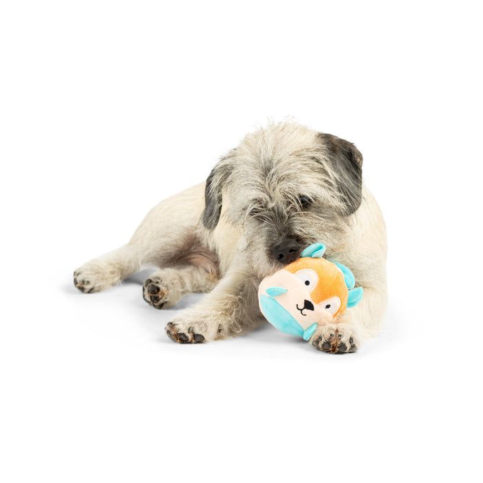 Dog with Tiny Tuff Nutty Buddy.