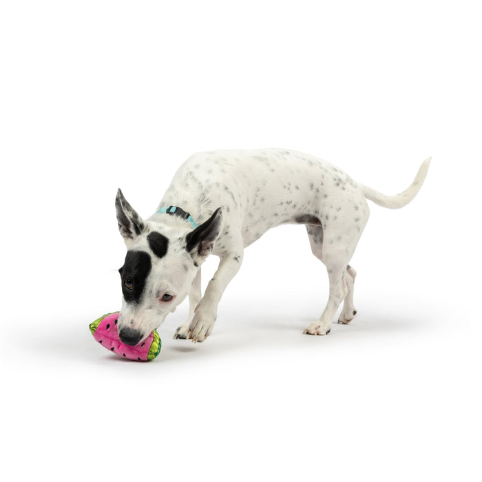 Dog with Tiny Tuff Walter Melon on a white background.