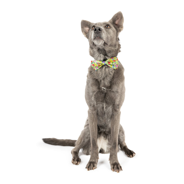 Dog wearing a Tutti Fruity Bow Tie on a white background.