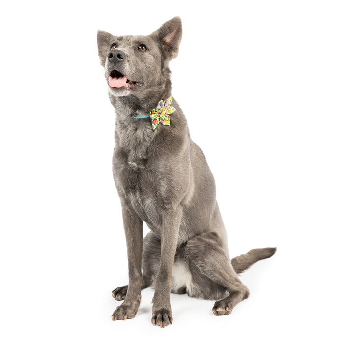 Dog wearing a colorful fruit-themed pinwheel accessory featuring Tutti Fruity Pinwheel.