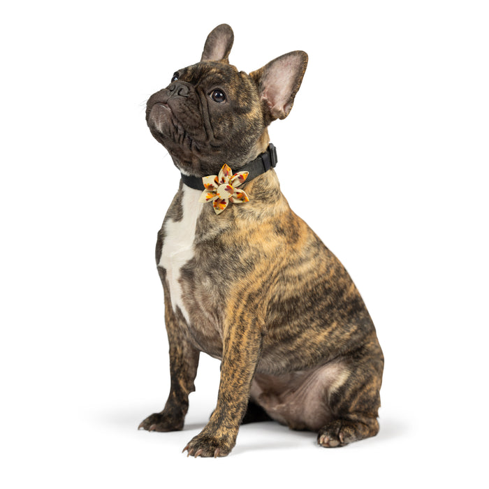 Dog wearing a What, Me Worry Turkey Pinwheel on a white background.