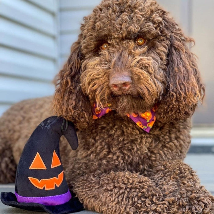 Witch Hat